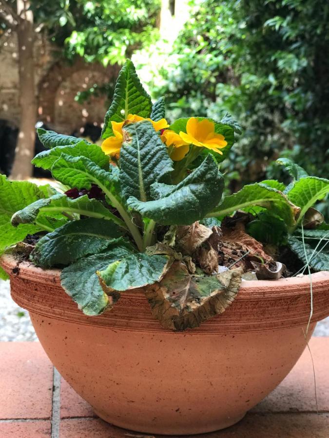 Апартаменти Hostly - Garden House Near The Tower - Historical House With Private Garden Піза Екстер'єр фото